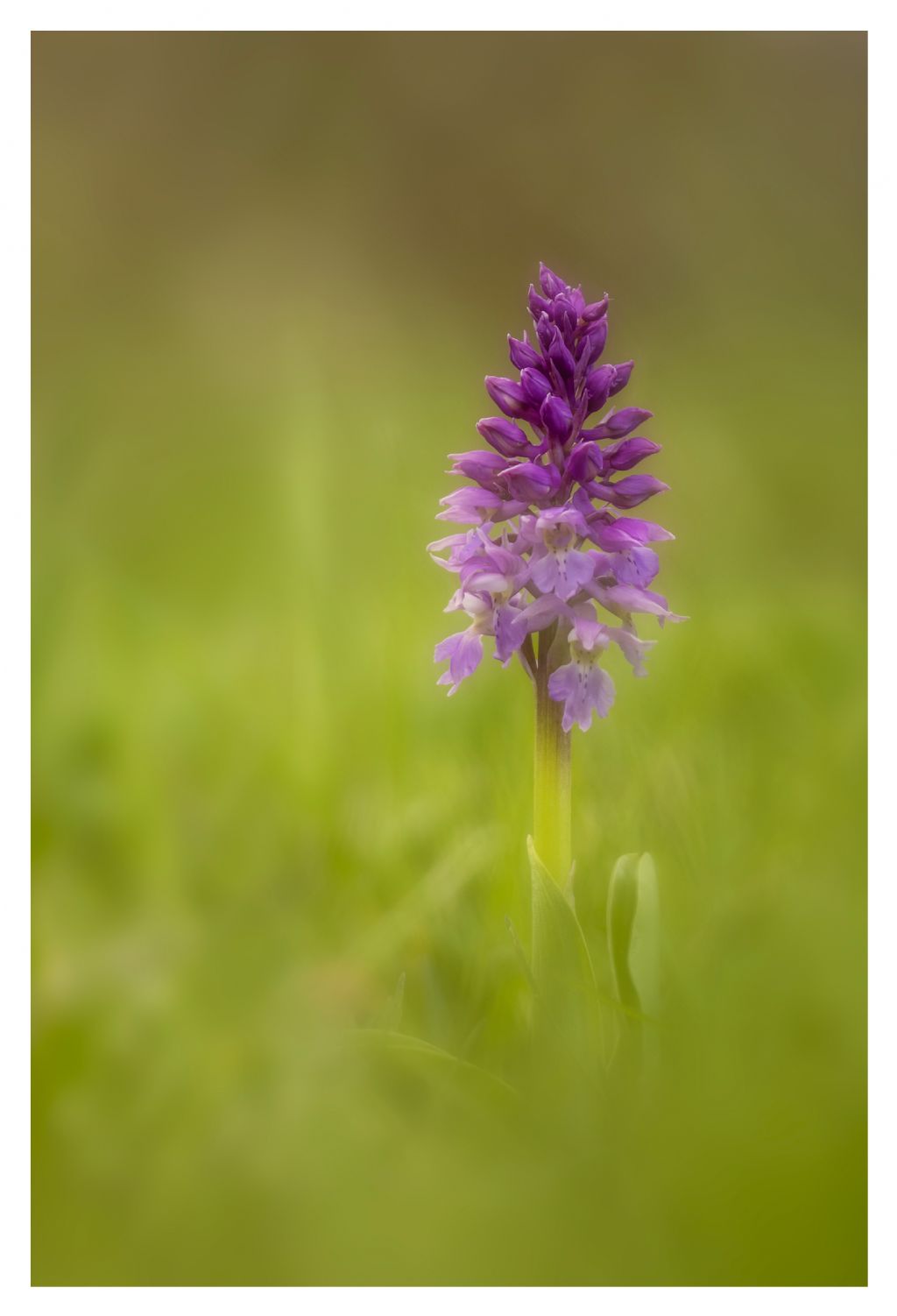 Identificazione orchidea